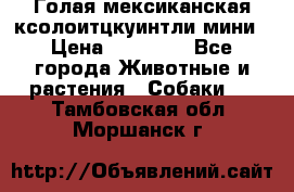 Голая мексиканская ксолоитцкуинтли мини › Цена ­ 20 000 - Все города Животные и растения » Собаки   . Тамбовская обл.,Моршанск г.